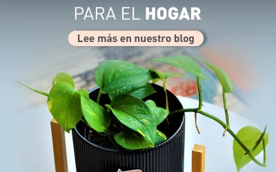 Beneficios de las plantas para el hogar